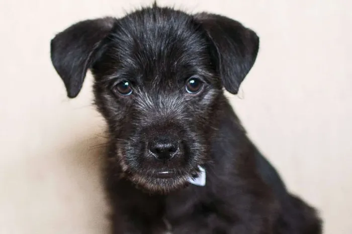 Cachorro ra a SRD idade 2 a 6 meses nome Barbosa