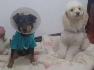 Cachorro raça Vira-lata  idade 7 a 11 meses nome Conan