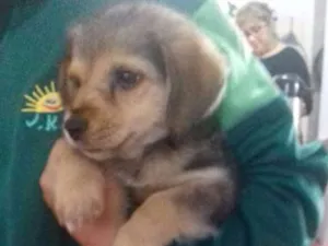 Cachorro raça  idade Abaixo de 2 meses nome A Escolher