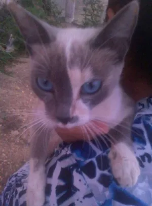 Gato raça SRD idade 1 ano nome Brisa