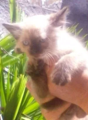 Gato raça Siamesa idade Abaixo de 2 meses nome Linda