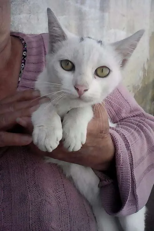 Gato ra a SRD idade 5 anos nome Sem Nome