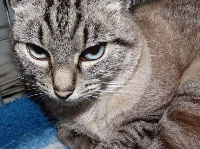 Gato ra a SRD idade 2 anos nome Thcchu