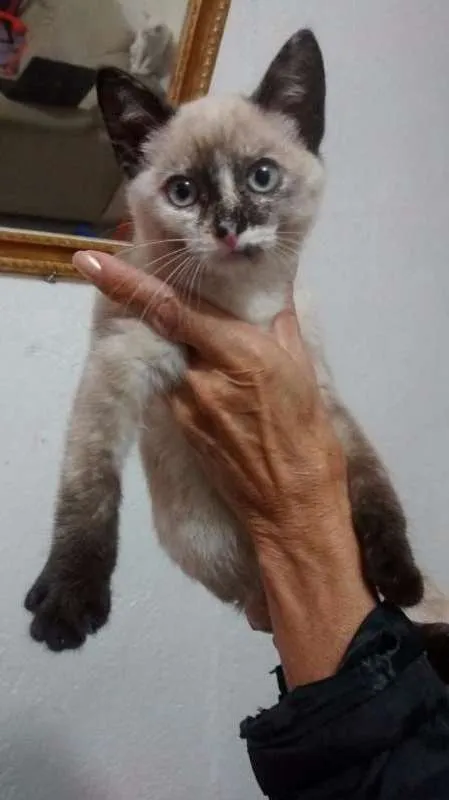 Gato ra a Siames idade 4 anos nome Sem Nome