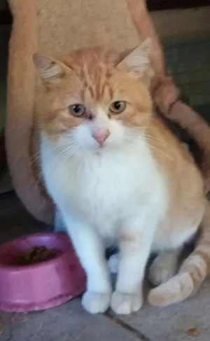 Gato raça SRD idade 2 anos nome Joaquim