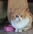 Joaquim