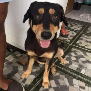 Cachorro raça Vira lata. idade 2 anos nome Marvin