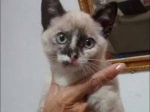 Gato raça Siames idade 4 anos nome Sem Nome
