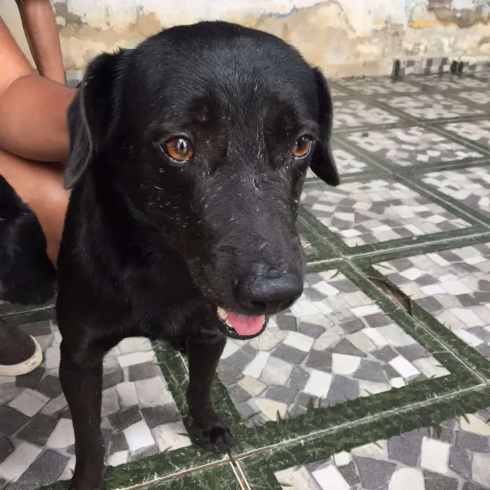Cachorro ra a Vira lata. idade 2 anos nome Kayke.