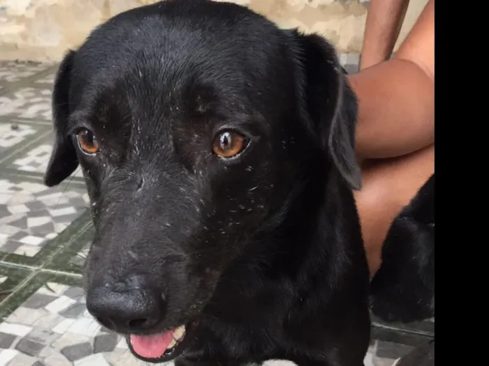 Cachorro ra a Vira lata. idade 2 anos nome Kayke.