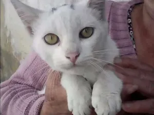 Gato raça SRD idade 5 anos nome Sem Nome