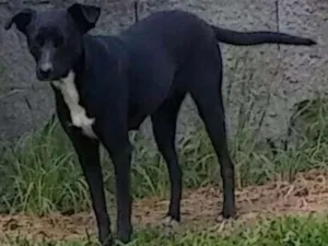 Cachorro raça viralata idade 1 ano nome Jade