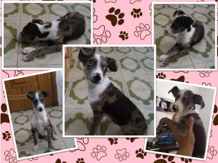 Cachorro ra a  idade 2 a 6 meses nome Mara