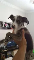 Mara