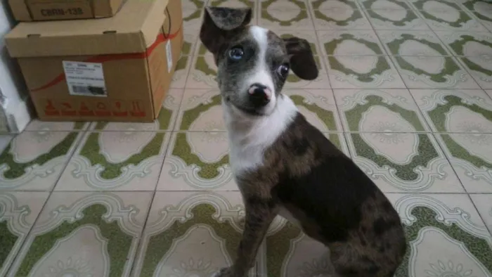 Cachorro ra a  idade 2 a 6 meses nome Mara