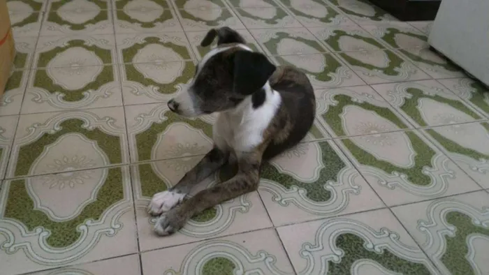 Cachorro ra a  idade 2 a 6 meses nome Mara