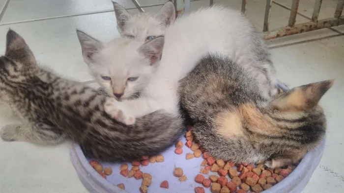 Gato ra a indefinida idade Abaixo de 2 meses nome Não está nomeado