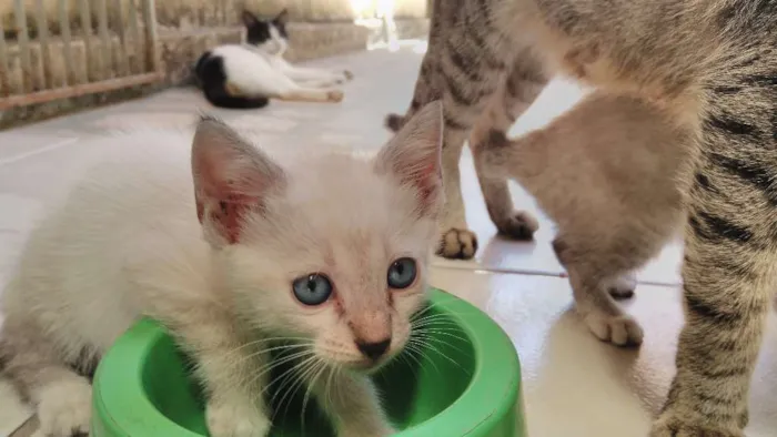 Gato ra a indefinida idade Abaixo de 2 meses nome Não está nomeado
