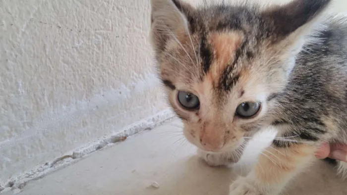 Gato ra a indefinida idade Abaixo de 2 meses nome Não está nomeado