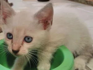 Gato raça indefinida idade Abaixo de 2 meses nome Não está nomeado