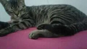 Gato raça sem raça idade 2 a 6 meses nome Bruxinho