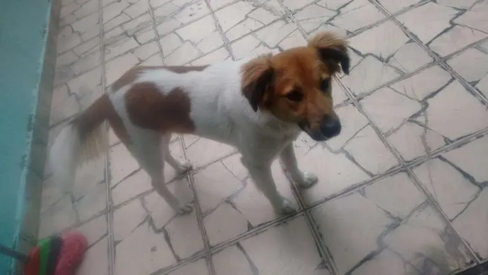 Cachorro ra a Vira todo peludo idade 1 ano nome Tor