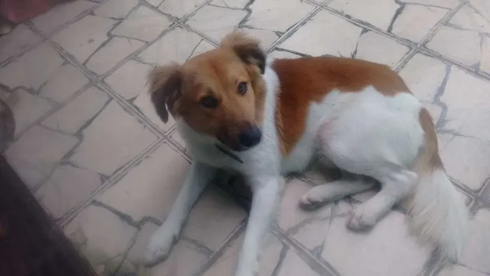 Cachorro ra a Vira todo peludo idade 1 ano nome Tor