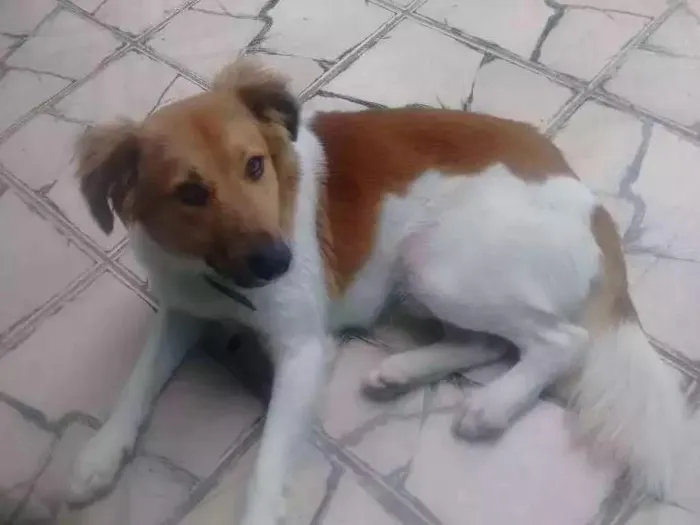 Cachorro ra a Vira todo peludo idade 1 ano nome Tor