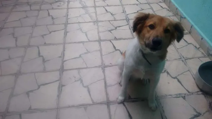 Cachorro ra a Vira todo peludo idade 1 ano nome Tor