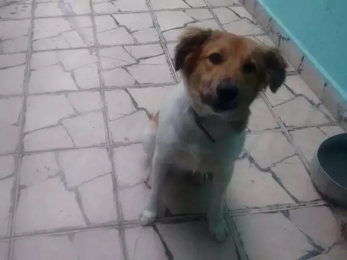 Cachorro ra a Vira todo peludo idade 1 ano nome Tor