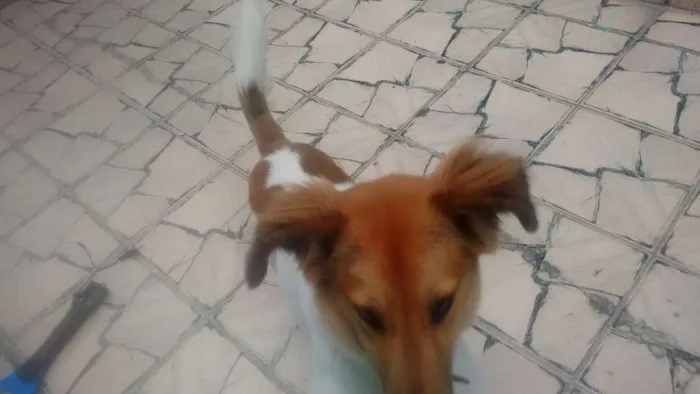 Cachorro ra a Vira todo peludo idade 1 ano nome Tor