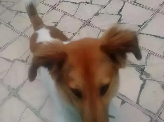 Cachorro ra a Vira todo peludo idade 1 ano nome Tor