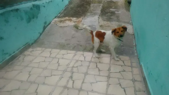 Cachorro ra a Vira todo peludo idade 1 ano nome Tor
