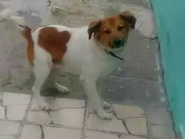 Cachorro ra a Vira todo peludo idade 1 ano nome Tor