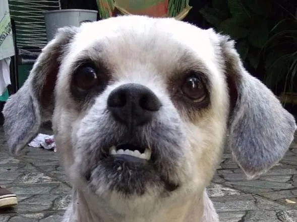 Cachorro ra a Lhasa apso idade 3 anos nome Thor