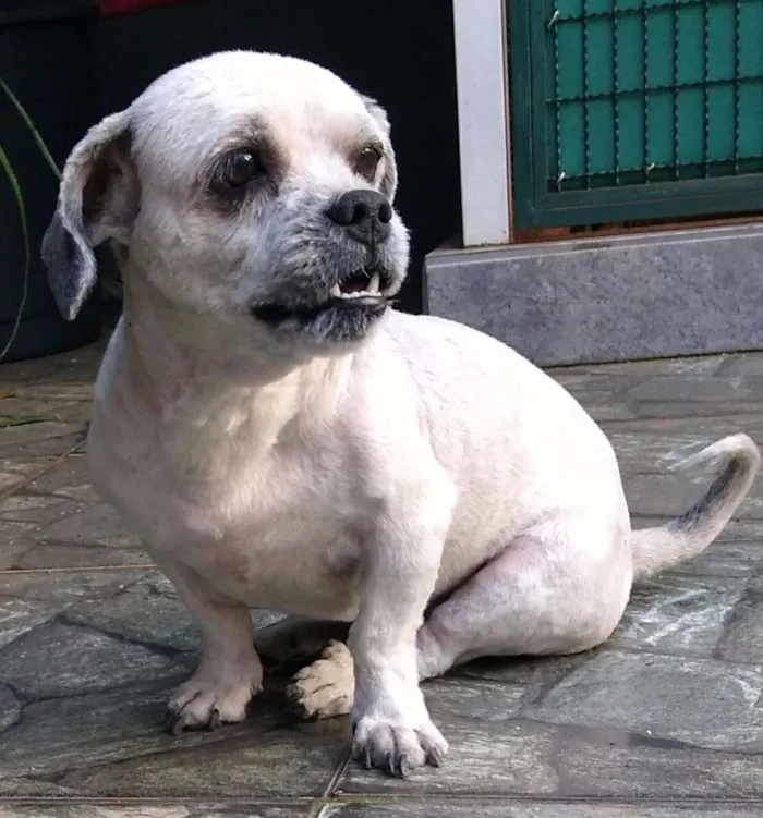 Cachorro ra a Lhasa apso idade 3 anos nome Thor