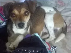 Cachorro raça Vira lata idade 2 anos nome Spike