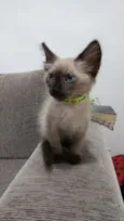 Gato raça Siamês idade Abaixo de 2 meses nome Carente