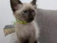 Gato raça Siamês idade Abaixo de 2 meses nome Carente
