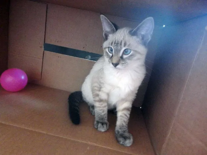 Gato ra a SRD idade 2 a 6 meses nome Juninho