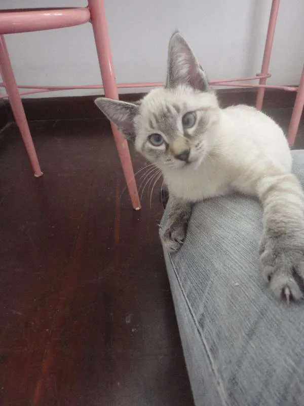 Gato ra a SRD idade 2 a 6 meses nome Juninho
