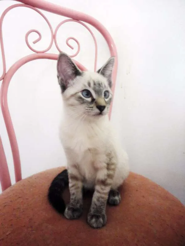 Gato ra a SRD idade 2 a 6 meses nome Juninho