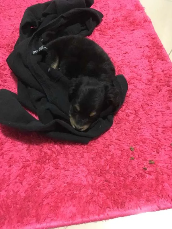 Cachorro ra a vira lata idade 2 a 6 meses nome sem nome
