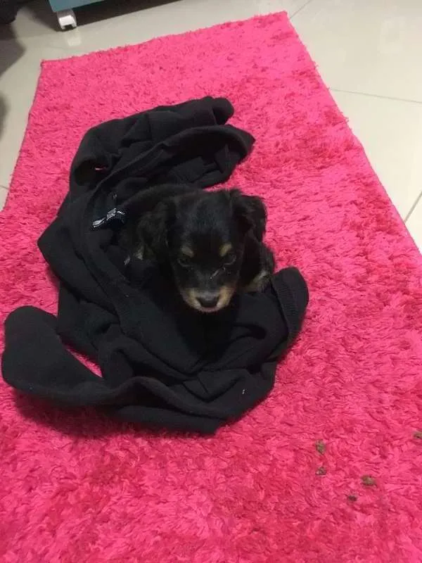 Cachorro ra a vira lata idade 2 a 6 meses nome sem nome