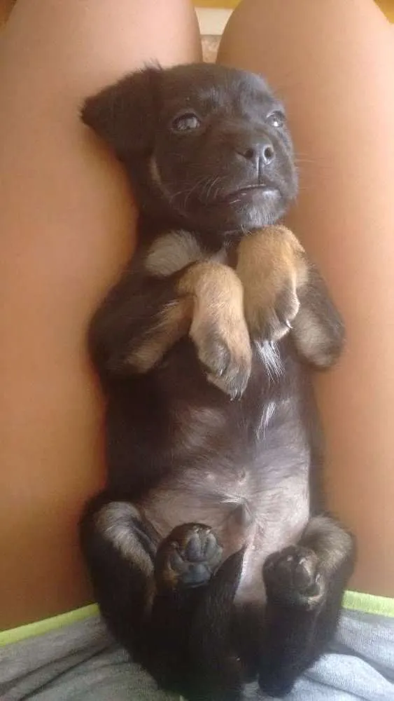 Cachorro ra a Vira-lata idade 2 a 6 meses nome Sleep 