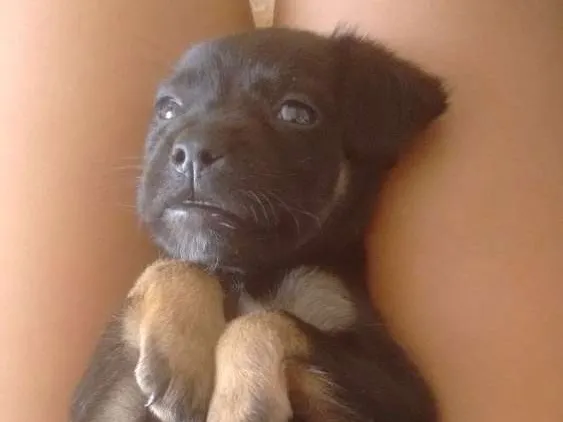 Cachorro ra a Vira-lata idade 2 a 6 meses nome Sleep 