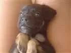Cachorro raça Vira-lata idade 2 a 6 meses nome Sleep 