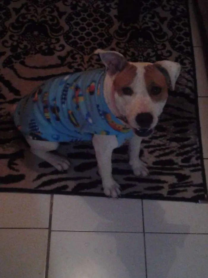 Cachorro ra a Pitbul idade 2 anos nome Laika
