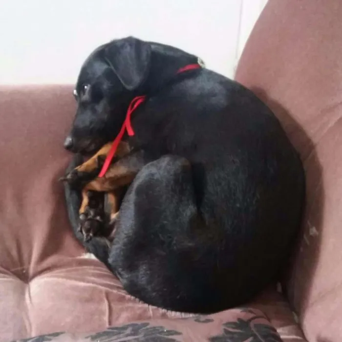 Cachorro ra a Vira Lata idade 3 anos nome Nina