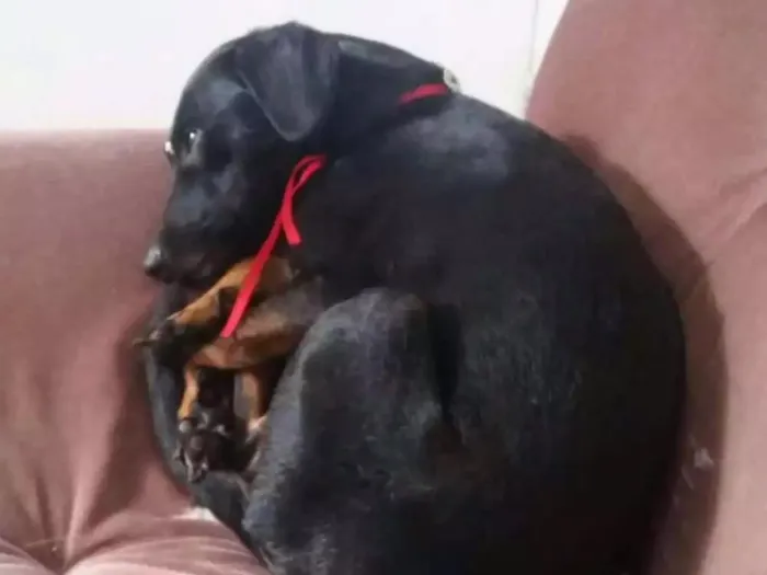 Cachorro ra a Vira Lata idade 3 anos nome Nina